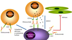 Mechanismus účinku elotuzumab