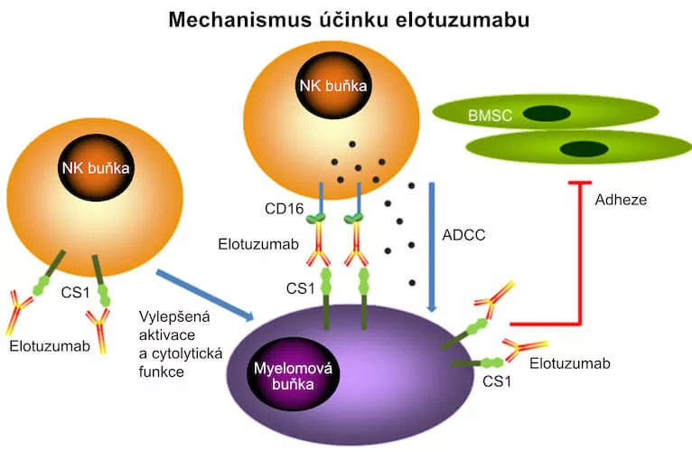 Mechanismus účinku elotuzumab